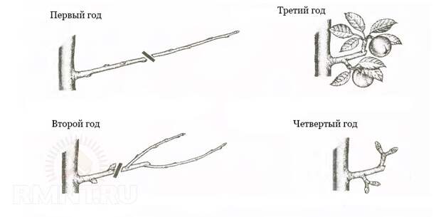 Обрезка плодовых деревьев: как обрезать яблоню