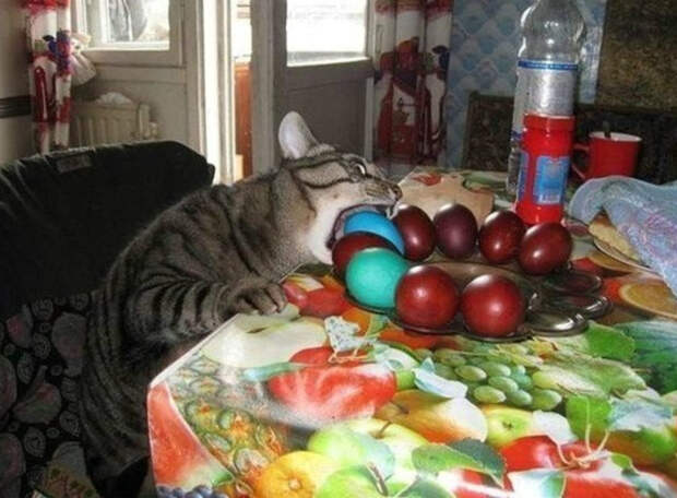 Когда реально очень хочется кушать еда, кушать