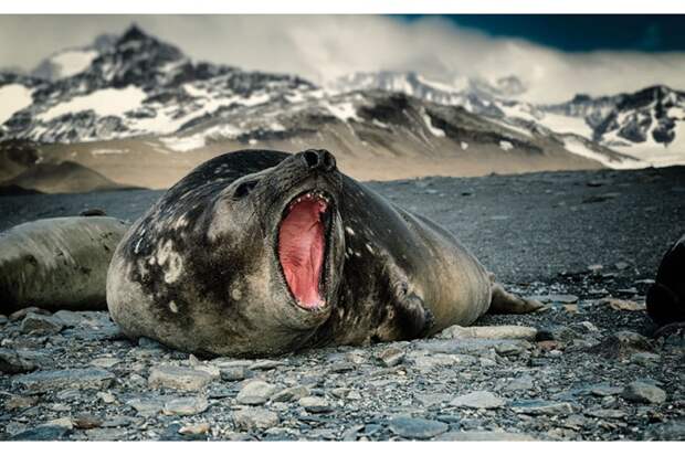 Фото Антарктиды 1 – Фотограф Алекс Бернаскони