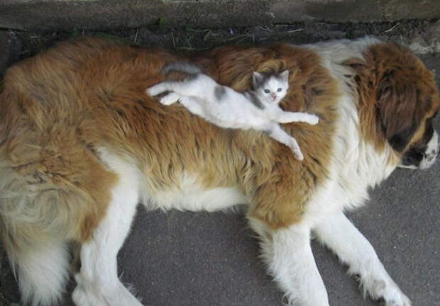 25-Gatos-aprovechandose-de-sus-amigos-peludos-03