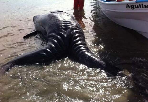 twoheadedwhale3
