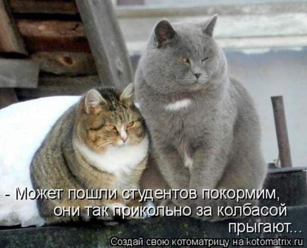 Котоматрицы (картинки с надписями)
