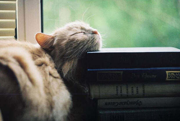 кошка спит