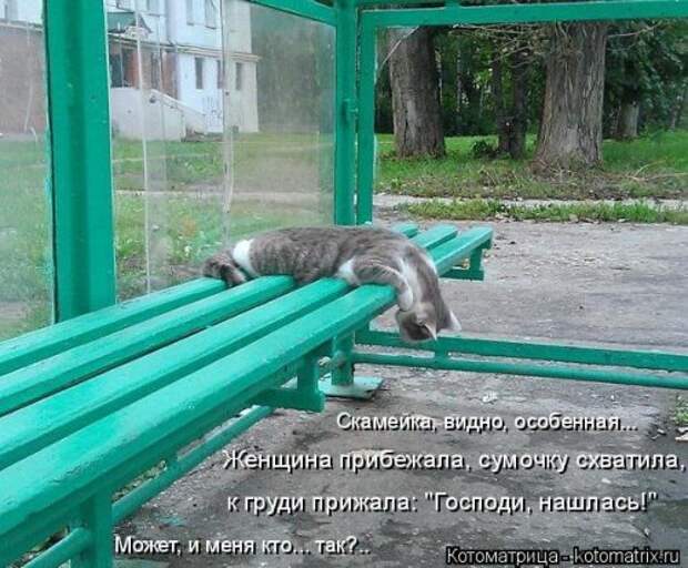 Котоматрица недели (31 фото)