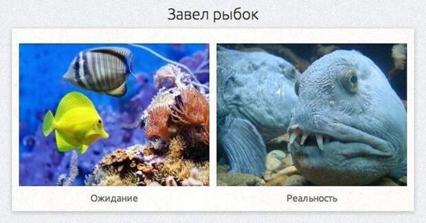 ожидание против реальности, смешная подборка, фото, смешные картинки