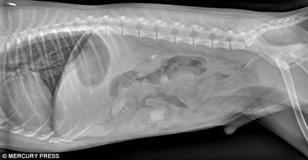предметы извлеченные из желудков животных, рентгеновские снимки животных съевших предметы, необычные предметы съели животные