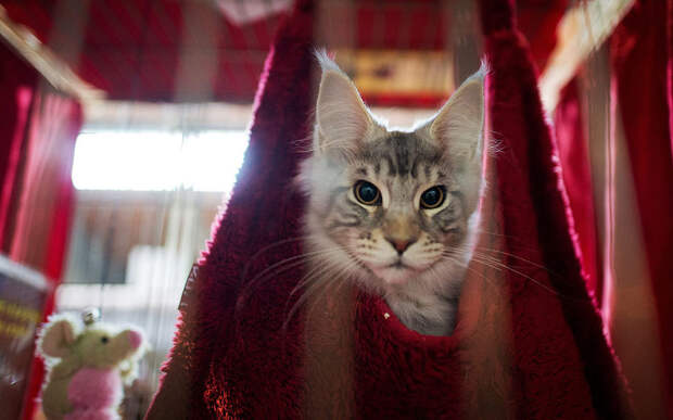 Кошка