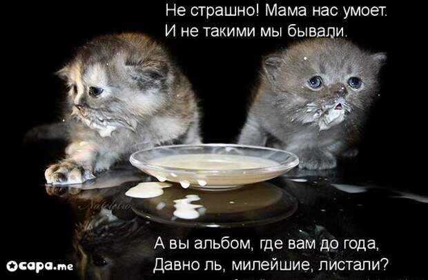 Позитивные котэ (29.05.15)