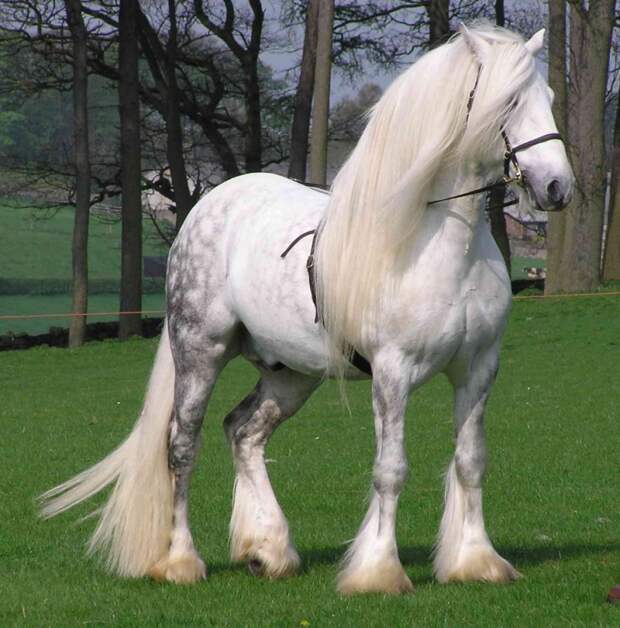 Першеронская лошадь