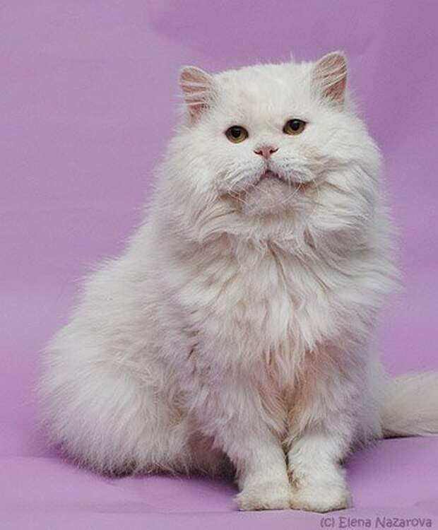 Спасённые кошки