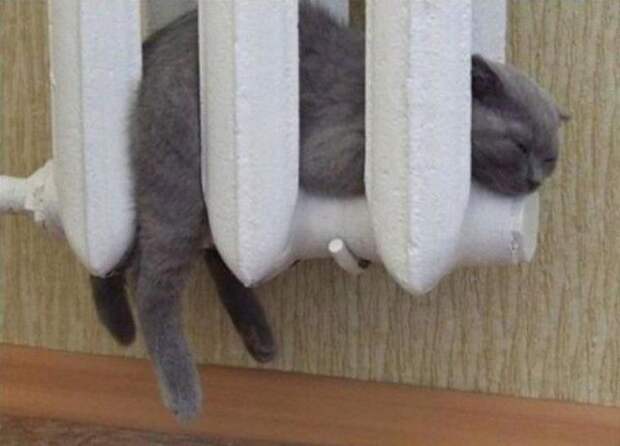 16 мест, в которых неожиданно можно обнаружить котэ коты, любимчики, прикол, юмор