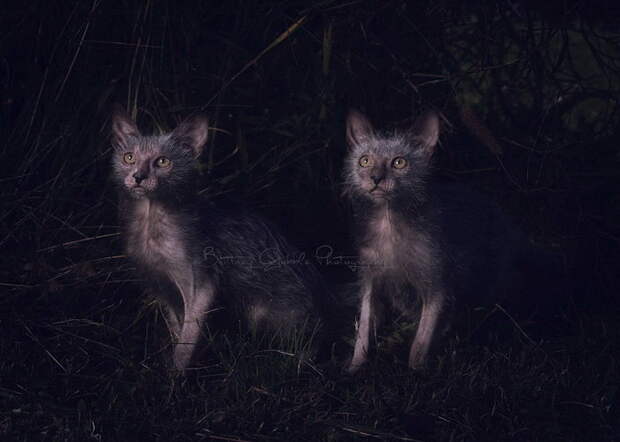 Новая порода кошек Lykoi - очаровательные кошки-оборотни (10 фото)
