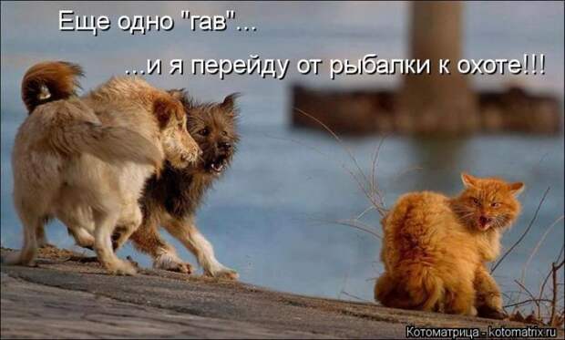 Котоматрица №36