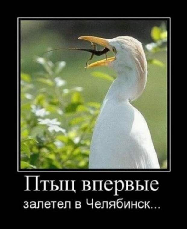 Картинки демотиваторы с приколом.