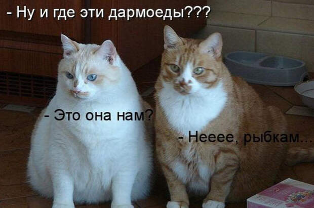 Смешные животные из КотоМатрицы (49 шт.)