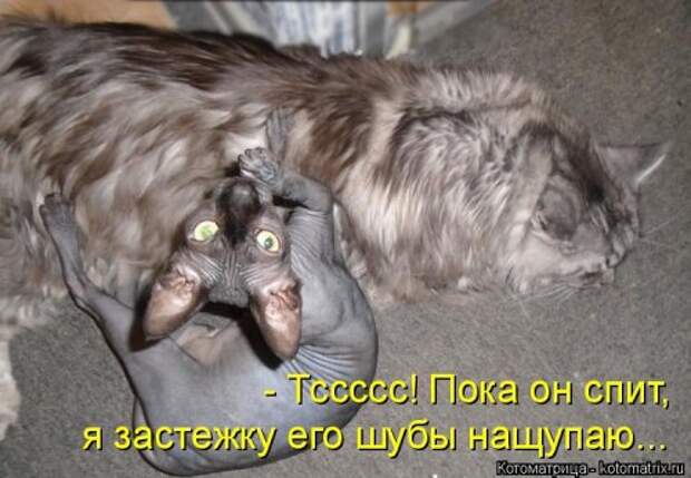 Свежая котоматрица на Бугаге (34 фото)