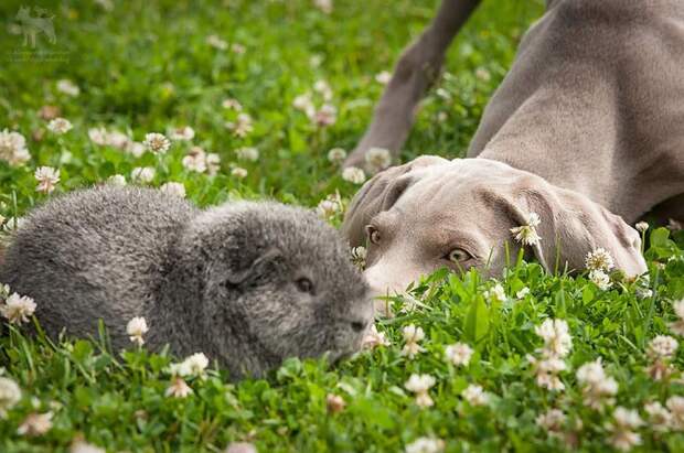 Веймаранер, или веймарская легавая (нем. Weimaraner)
