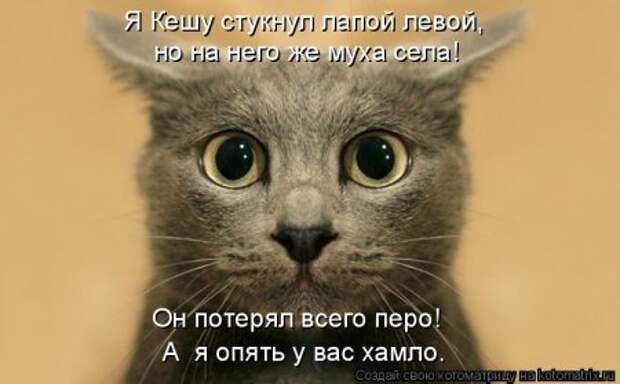 Котоматрицы, любовь через кота.