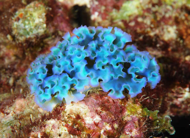 голожаберный моллюск Источник фото: aquariumbg.com