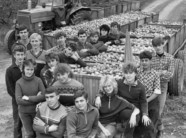 Студенты на картошке. 1987 год// ТАСС