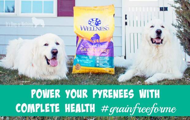 Does your dog show the 5 signs of wellness? Read why we're loving Wellness Complete Health to keep our Great Pyrenees happy and healthy!