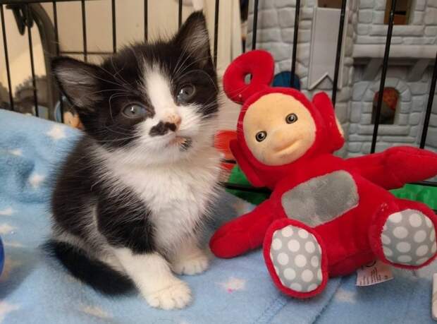 http://goodnewsanimal.ru/_nw/70/s29398074.jpg
