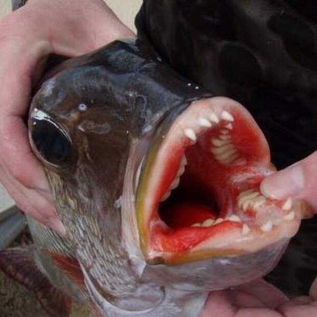 7. Рыба Му, чьи зубы похожи на человеческие мир, природа, факт