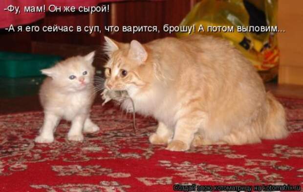 Котоматрица для хорошего настроения (35 фото)