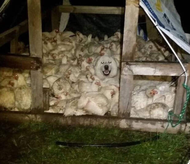 Снимки с забавными животными, которые заряжают позитивом