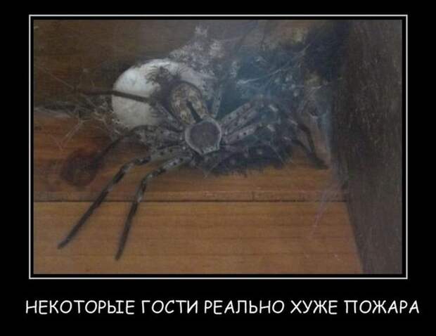 Демотиваторы 