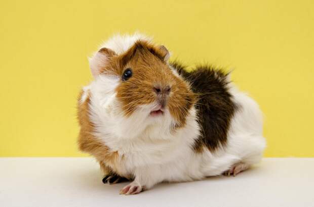 3. Розеточка guinea pig, животные, морская свинка