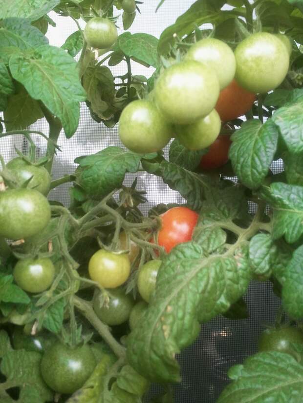 Мой балконный огород своими руками, сделай сам