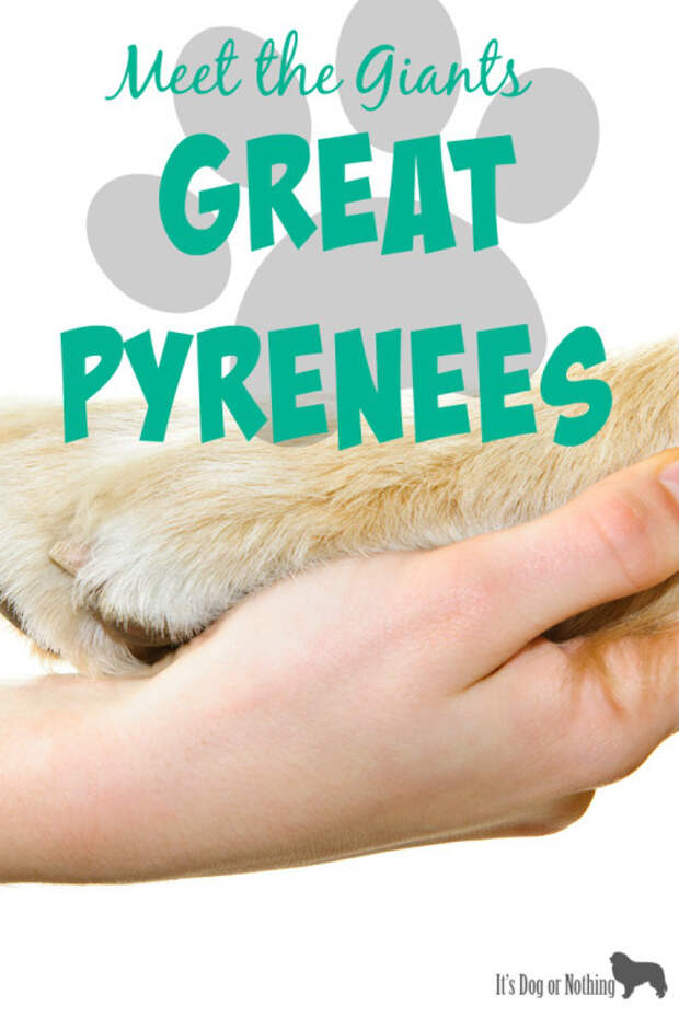 Our first "Meet the Giants" post is about Great Pyrenees. Check back weekly for information about other giant breeds!