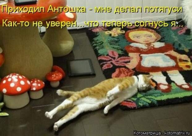 Прикольные коты в котоматрицах.