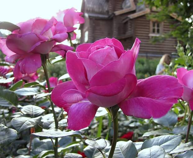 Сорт «Барон Эдмон де Ротшильд»