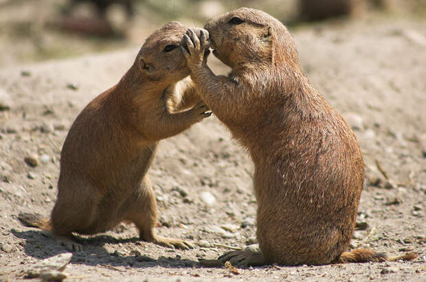 cute-animals-kissing-valentines-day-43__880