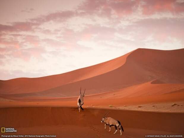 Коллекция лучших фотографий от National Geographic (ноябрь 2012)