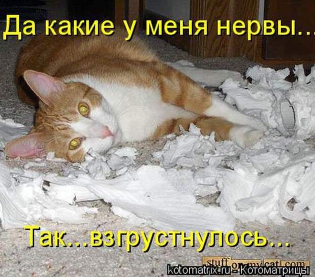 Котоматрицы(картинки с надписями)