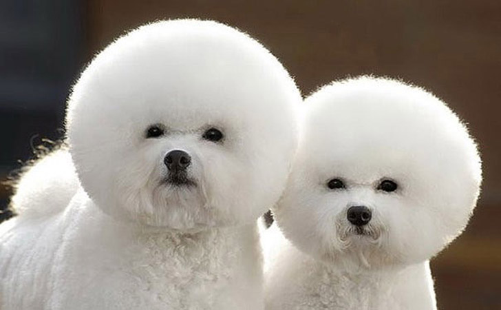 AnimalTwins09