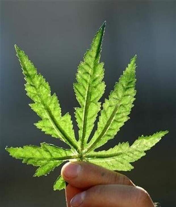 Листья конопли курение мелани браун спайс герлз фото