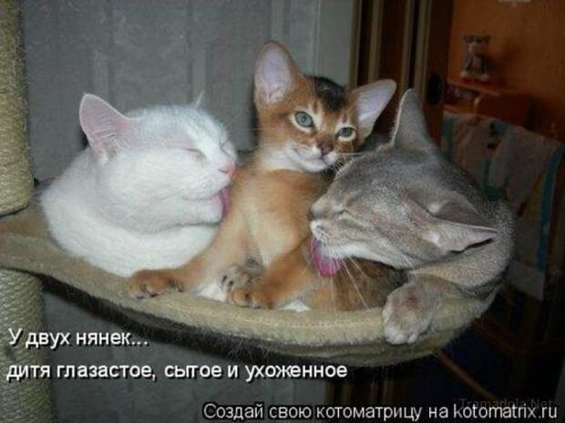 Котоматрица 18