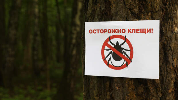 Кровососущие вернулись: в Московской обрасти начался сезон активности клещей