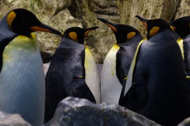 Все популяции пингвинов сокращаются, но не вымирают, считает эксперт