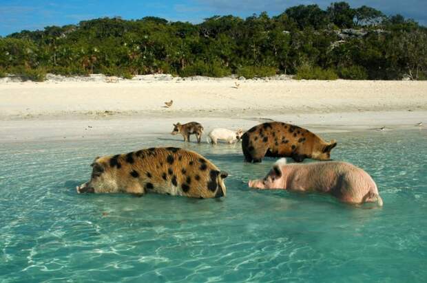 20-places-where-animals-outnumber-people_mini