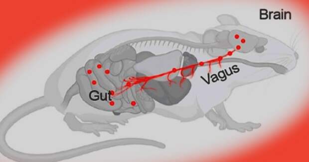Кишечные бактерии добрались до мозга мышей по блуждающему нерву, выяснили учёные