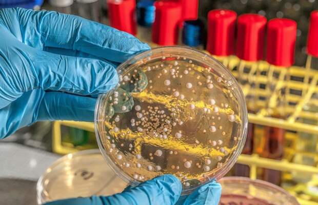 Генетически модифицированные бактерии станут строительным материалом