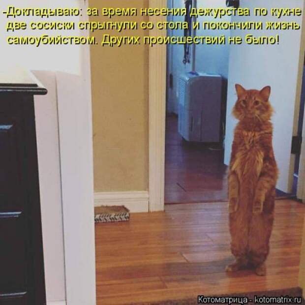 Новая котоматрица на Бугаге (31 фото)
