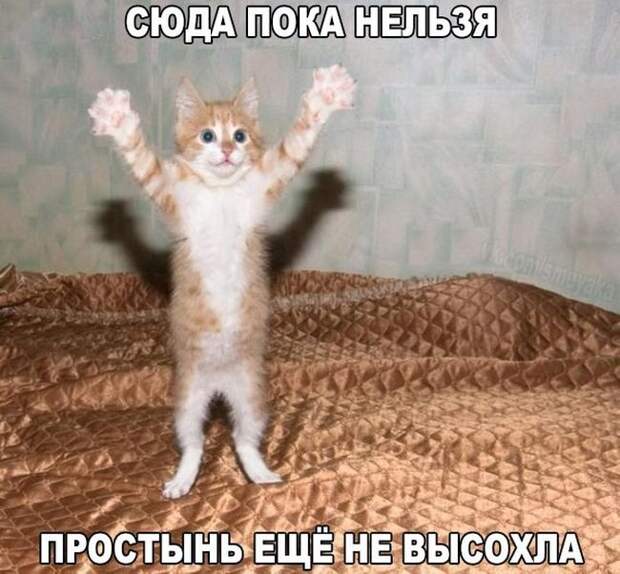 Прикольные картинки. Вечерний выпуск (53 фото)