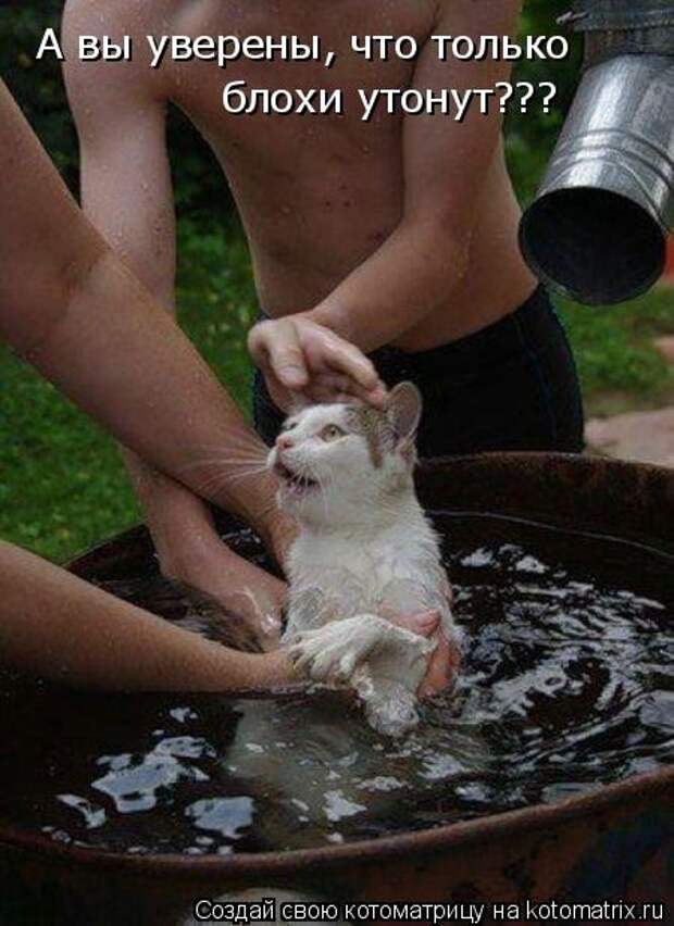 Котоматрица