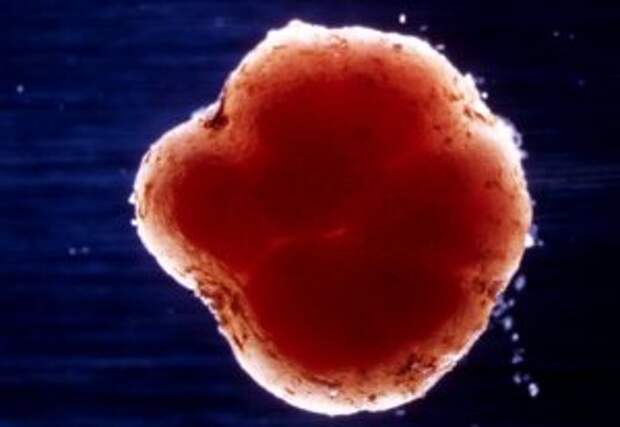 rhizobium bacteria biotechnology